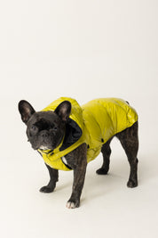 Montereggi Piumino Per Cani FW47599 722 GLOSSY LIME