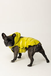 Montereggi Piumino Per Cani FW47599 722 GLOSSY LIME