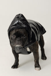 Montereggi Piumino Per Cani FW47599 722 GLOSSY NERO